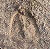 Moose Track - Yup, we know they are here!