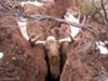 Close-up view of Bull Moose caught in crevasse.