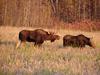 Bull Moose Following Cow Moose in Heat