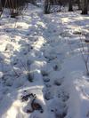 Example of moose tracks in snow.