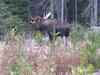 MU 7 - Trophy Bull Moose