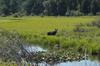 Lovely cow moose at a distance in the meadow