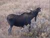 A young bull curls his lip trying to smell the cow moose in heat