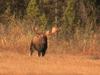 50 Inch or More Bull Moose