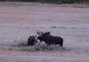 Bull Moose in His Home Range