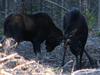 Immature Moose Sparring