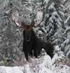 Moose in the late season