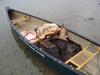 Canoe Moose Hunting