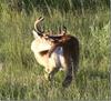 A Well Groomed Whitetail Deer