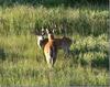 The well groomed whitetail buck and doe.