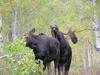 Mating Moose