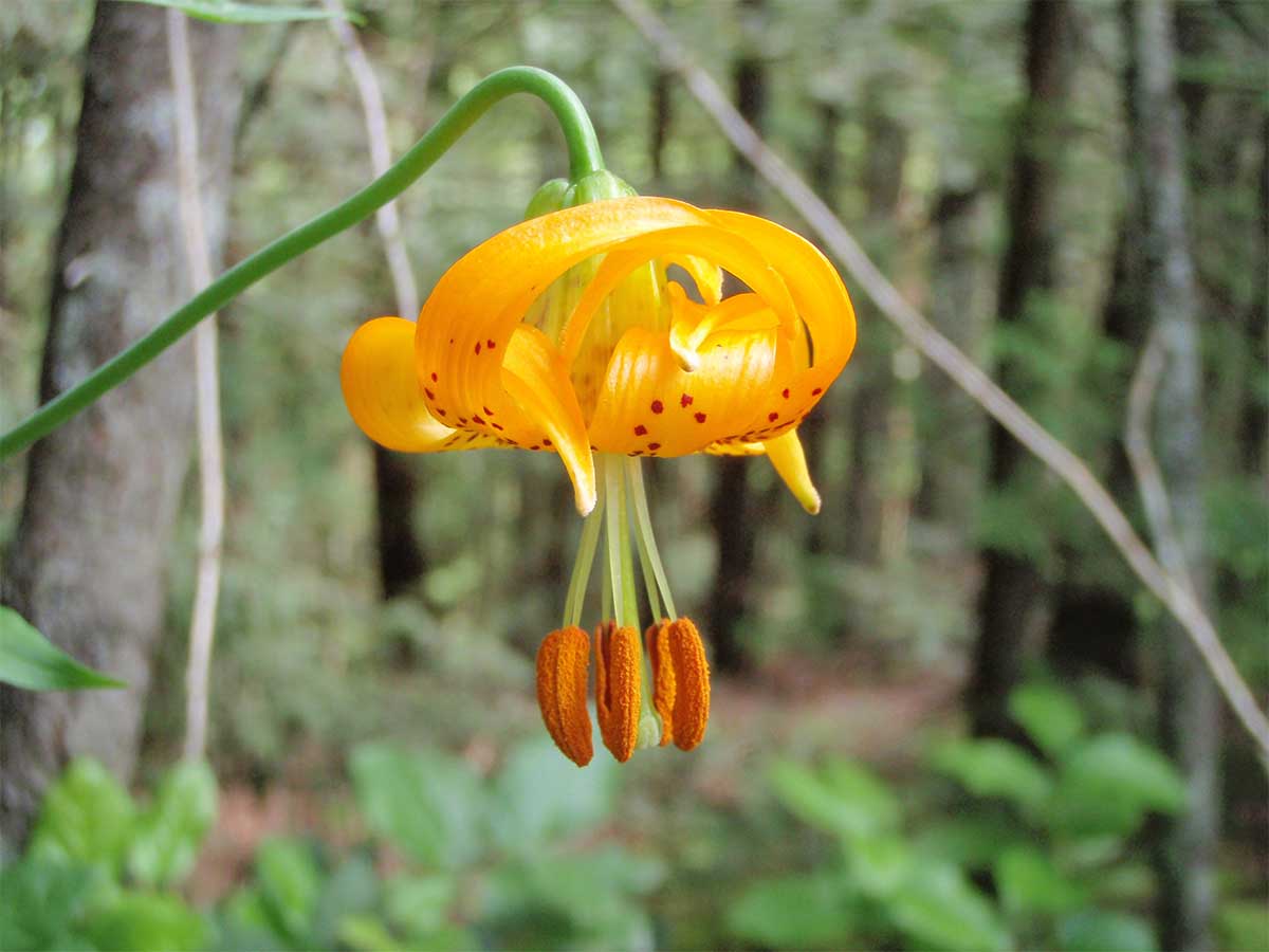 Wild Tiger Lily on Vancouver Hiking Trails