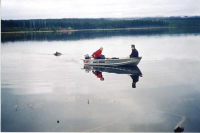 Towing a moose in the water