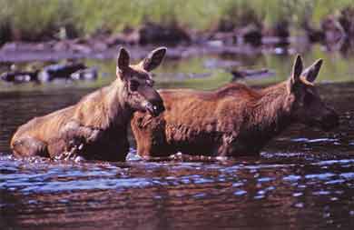 Twin baby moose cross creek