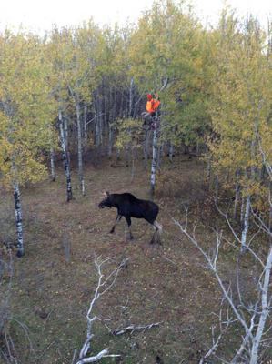 Use a Tree Stand to Hunt Moose