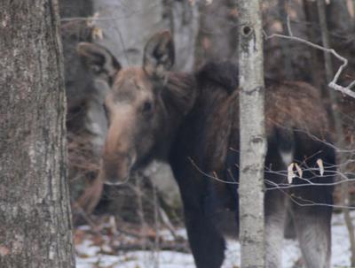 1 1/2 Year Old Cow Moose