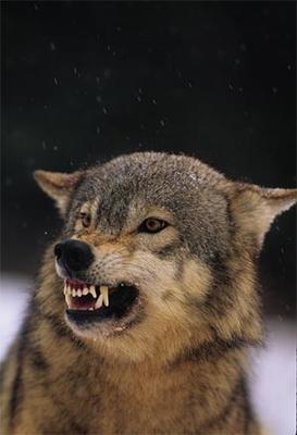 Snarling Gray Wolf - Photo by Twildlife