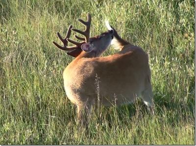 Whitetail deer can lick their tails. Did you know that?