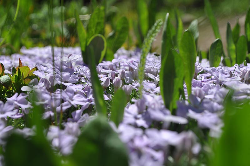 Flowers that can be found on Vancouver Hiking Trails