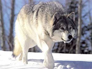  A Wolf walking through snow