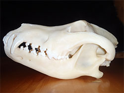 Canadian Wolf Skull 