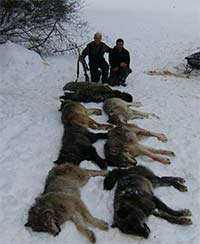 8 Big Wolves from Trapline