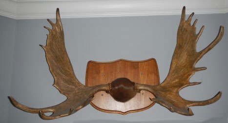 A. a. shirasi Antlers