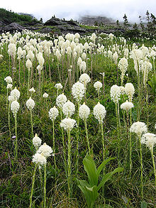 BearGrass