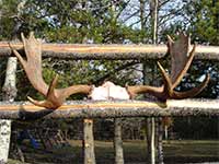 Big Country Outfitters Moose Antlers