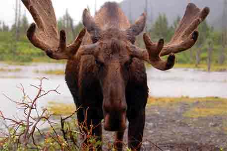 Moose Picture