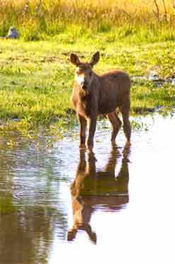 Moose Picture