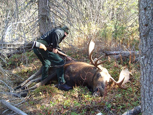 Fred's moose checking the shot