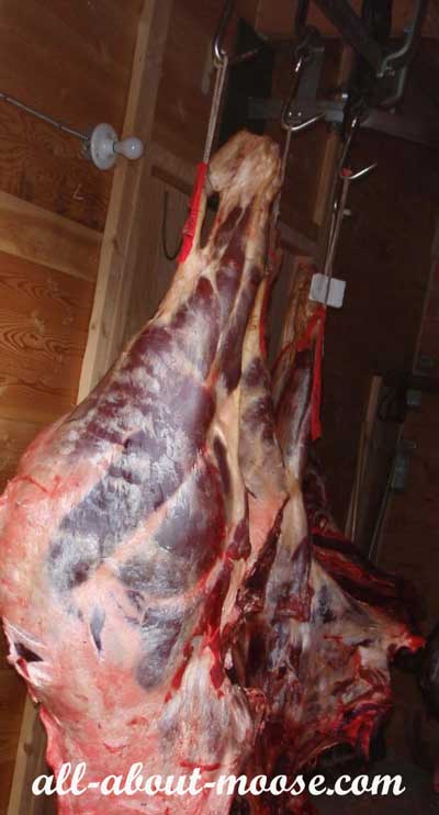 Dry Aging Moose Meat