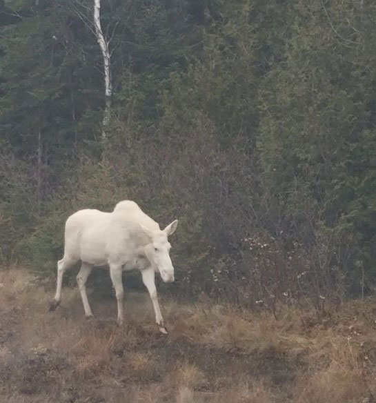 Rare Sighting of an Albino Moose