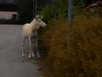 Albino Moose