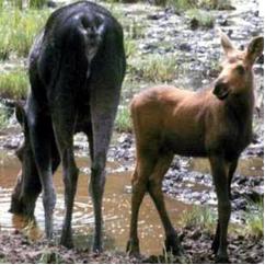 See the cow moose vulva patch below her tail