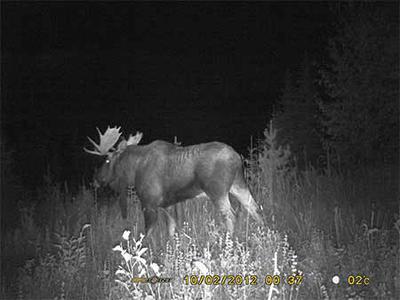 Moose at night!