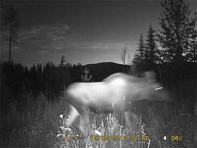 How close is too close to a moose at night?