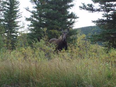 Curious Cow Moose near Yellowknife NWT