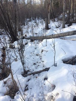 Follow this trail to find some moose sheds! <br/> <i>Photo credit Stan Tarangle</i>