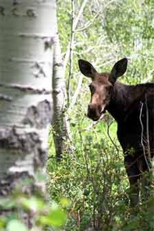 Baby mooose stands near a poplar tree