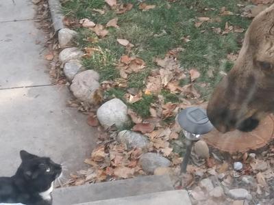 Young Moose and Our Cat, Checking Each Other Out