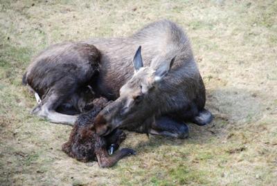 Moose calf, suckling for the first time.