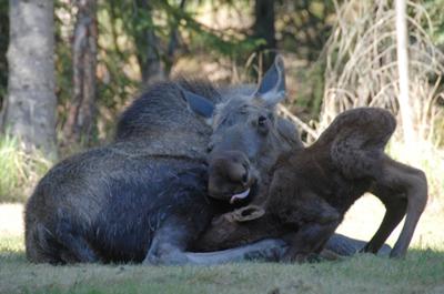 Baby moose - 24 hours old.