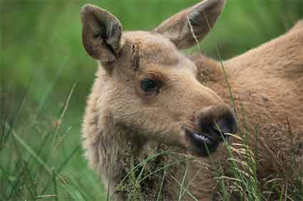 Unusual blonde baby moose