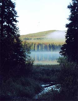 Bow hunting moose lake habitat