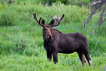 Moose with marbled antlers.