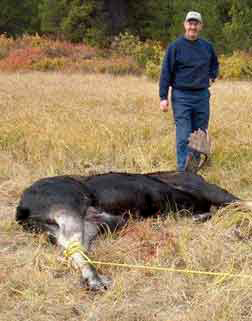 Moose Meat - Obviously before processing