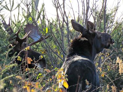 Cow and Bull Moose Together