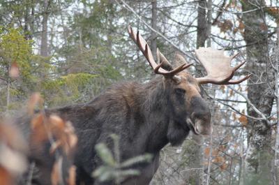 A bull  moose showing signs of being irritated!